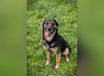 Maxi: Sonnenschein auf vier Beinen