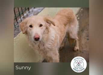 Sunny 2359187 sucht ein zu Hause
