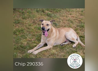 Chip 290336 sucht ein Zuhause