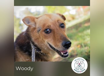 Woody 265333 sucht ein zu Hause
