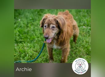 Archie sucht ein Zuhause