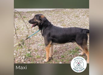 Maxi: Sonnenschein auf vier Beinen