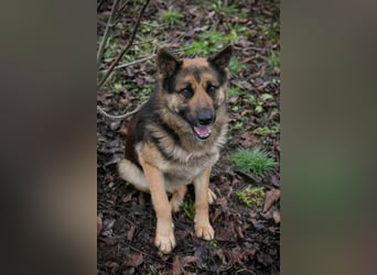 Quinto sucht ein Zuhause