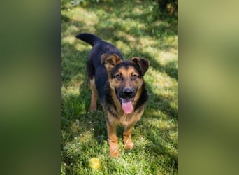 Chip 268137 sucht ein Zuhause