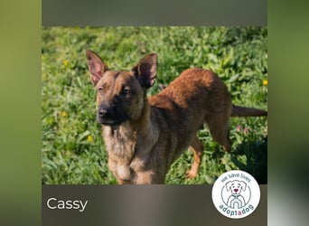 Cassy sucht ein Zuhause
