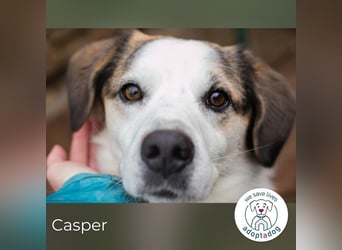 Casper versteht die Welt nicht mehr