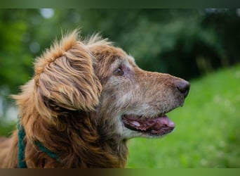 Archie sucht ein Zuhause