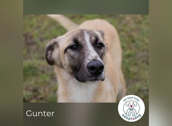 Gunter: Zarte Seele sucht Ruhe