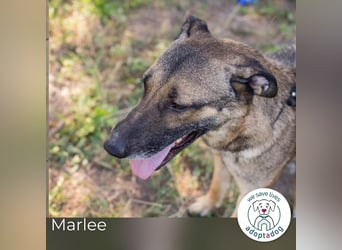 Marlee: Lebensfreude sucht Zuhause
