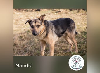 Nando: Spielgefährte gesucht!