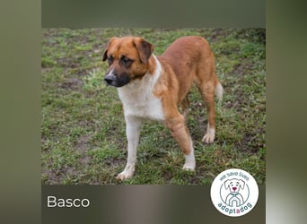 Basco: Kämpferherz sucht Liebe