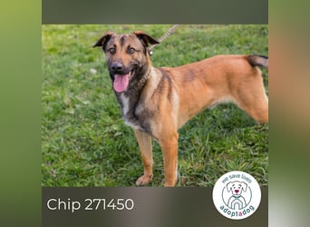 Jasper 271450 sucht ein Zuhause
