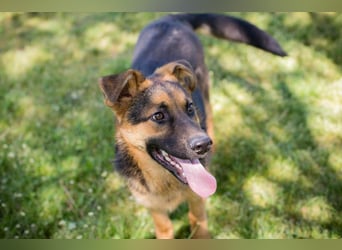 Chip 268137 sucht ein Zuhause