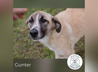 Gunter: Zarte Seele sucht Ruhe