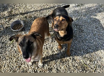 Chico – Sucht aktive Menschen!