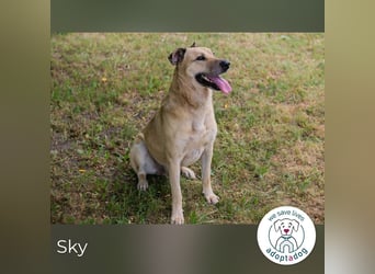 Sky sucht ein Zuhause