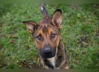 Buddy: Dein bester Freund