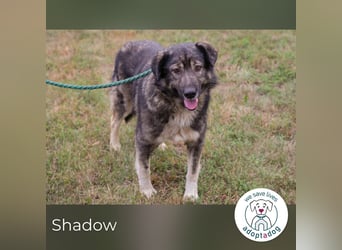 Shadow 283506 sucht ein zu Hause