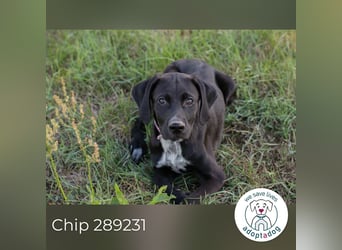 Chip 289231 sucht ein zu Hause