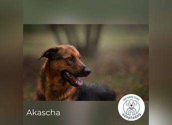 Akascha: Möchte endlich nach Hause!