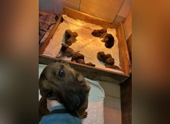 Cassy sucht ein Zuhause