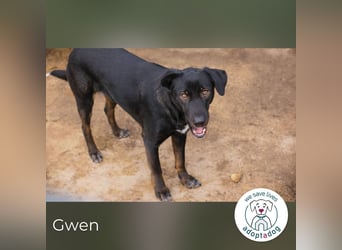 Gwen sucht ein neues Für-immer-Körbchen!
