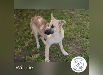 Winnie 274653 sucht ein zu Hause