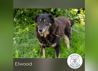 Elwood sucht ein Zuhause