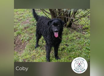 Cody: Neugieriger Wirbelwind