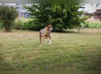 Millow sucht ein Zuhause
