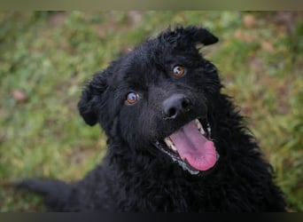 Cody: Neugieriger Wirbelwind