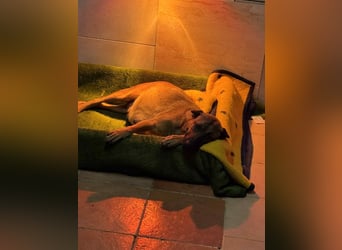 Cassy sucht ein Zuhause