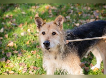 Bently: sucht Sicherheit