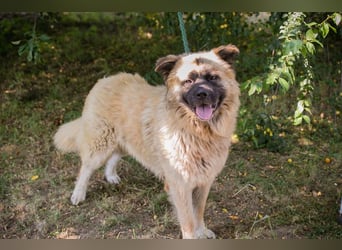 Teddy sucht ein Zuhause