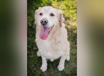 Sam sucht ein Zuhause