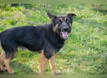 Chip 257791 sucht ein Zuhause