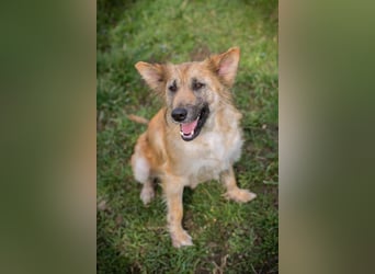 Nala: Fröhlich und kooperativ