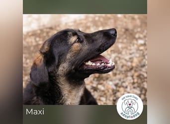 Maxi: Sonnenschein auf vier Beinen