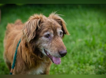 Archie sucht ein Zuhause