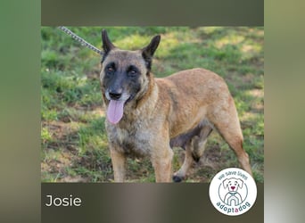 Josie 2221167 sucht ein zu Hause