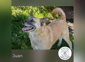 Juan: schüchterner Rüde