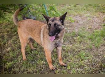 Chip 269302 sucht ein Zuhause