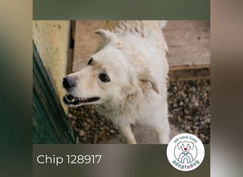 Chip 128917 sucht ein Zuhause