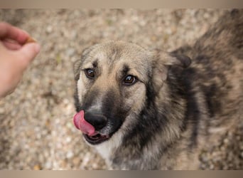 Akido – Sportskanone sucht Zuhause Akido – Sportskanone sucht Zuhause