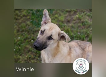 Winnie 274653 sucht ein zu Hause
