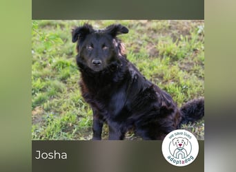 Josha sucht ein Zuhause