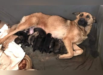 Fente: liebevolle Mama sucht fürsorgliches Zuhause