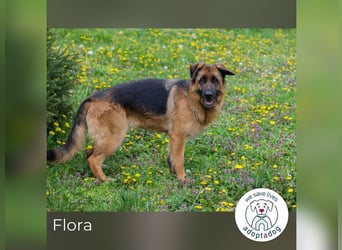 Flora: Fröhliche Schäferhund-Mix sucht Zuhause
