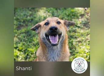 Shanti 212671 sucht ein zu Hause