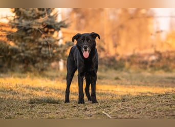 Hans 222287-116094 sucht ein zu Hause